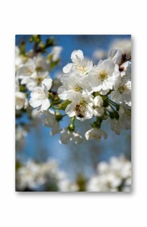 Vertical shot of a bee on an apricot blossom in a garden under the sunlight