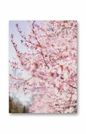 A vertical shot of a pink cherry blossom tree
