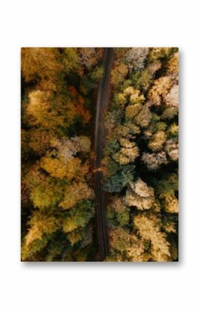 Aerial of a forest trail, railway road surrounded by leafy autumn trees in fall colors