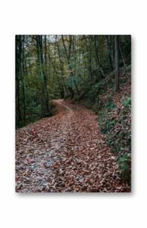 Vertical shot of narrow path in a forest covered with dry brown autumn leaves