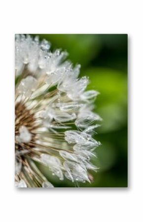 Vertical macro shot of wet dandelions petals in a blur