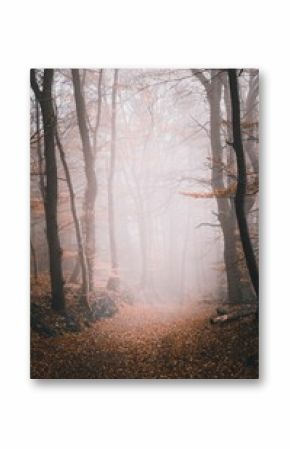 Vertical shot of a misty forest in the autumn