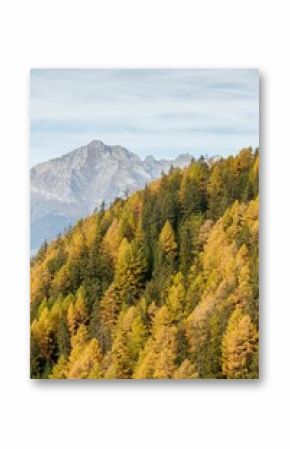 Yellow Autumn Larch trees forest and mountain background.