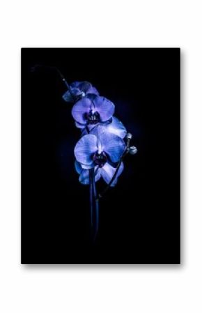 Selective focus of white orchid flowers on a blur black background