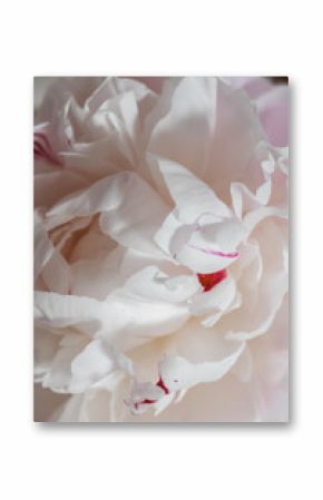 Pink and white peony flowers