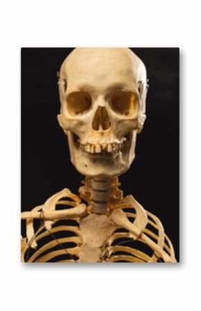 Vertical image of plastic skeleton with copy space on black background
