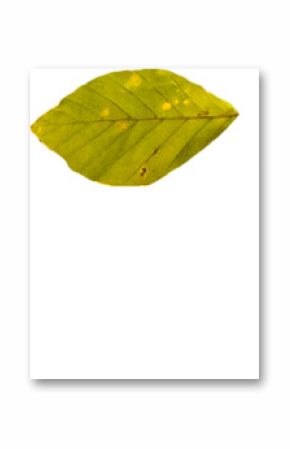 Digital png illustration of yellowed leaf on transparent background