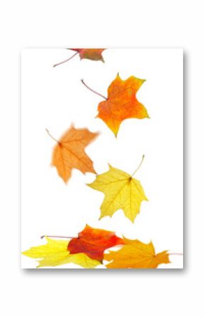 Maple leaves