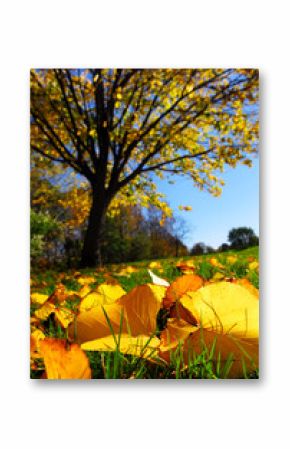 Autumn landscape