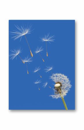 wind