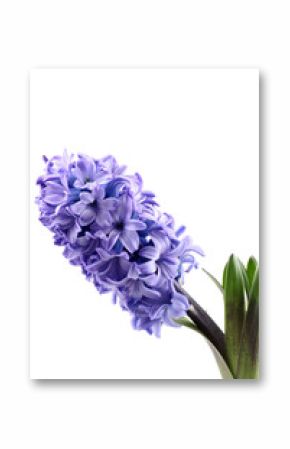 purple hyacinth isolated on white - seasonal flower