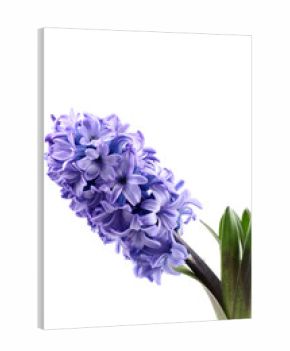 purple hyacinth isolated on white - seasonal flower