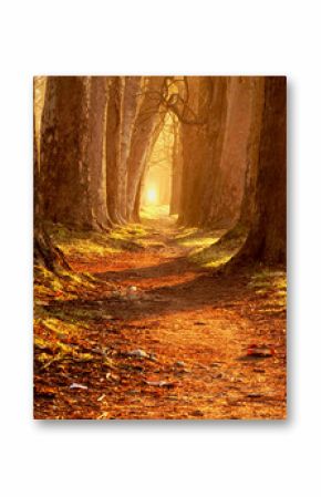 magic path