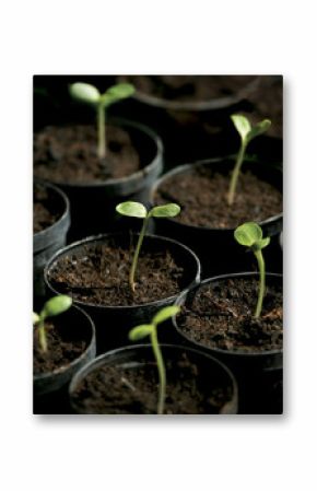 sunflowers sprouting