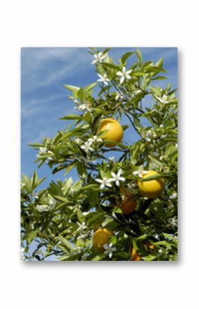 orange blossoms 2