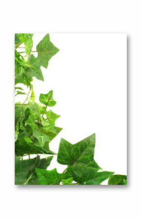 ivy border