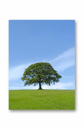 the mighty oak