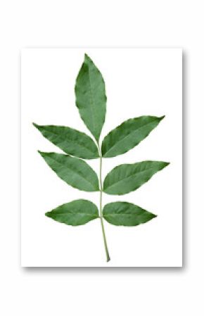 green ash leaf.