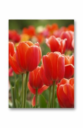 red tulips