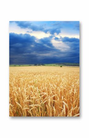 Dramatic view of wheat fields in stormy weather