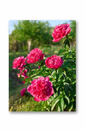 peony flowers