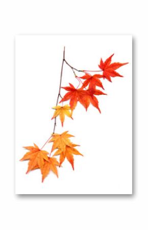 紅葉のイロハモミジ