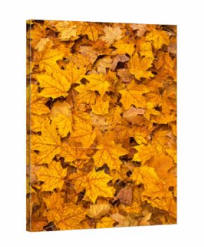 Colored fall leaves on the ground