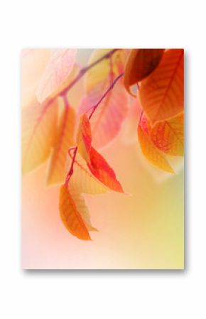 Autumn Leaves
