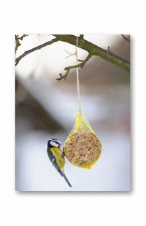 Blue Tit at the fat ball