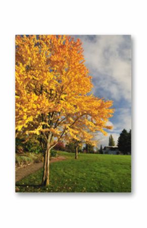 katsura tree in fall color