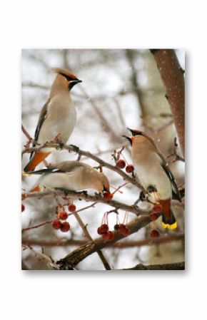 Three cedar waxwings eating an crab apples