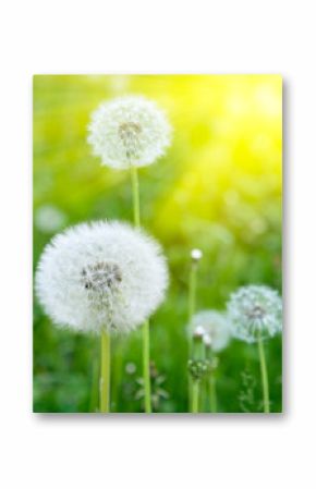 White dandelions on a green background