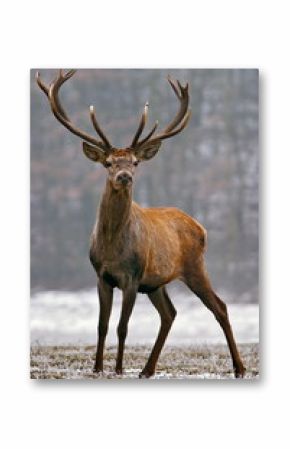 Red deer on a meadow