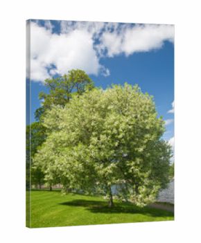 blooming bird cherry tree