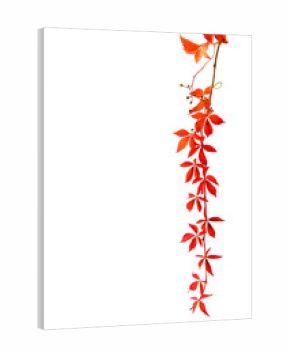 Wilder Wein im Herbst