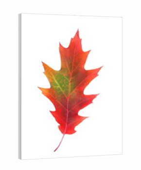 Czerwono-zielony liść dębu