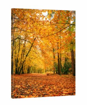 Beautiful Autumn Fall forest scene