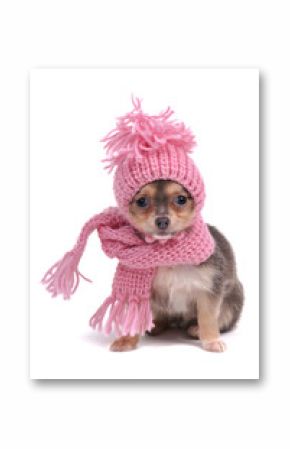 Chihuahua in Winter Clothes