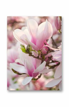 Magnolien