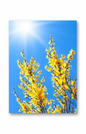 forsythia flower