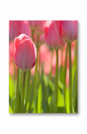 Rosa Tulpen