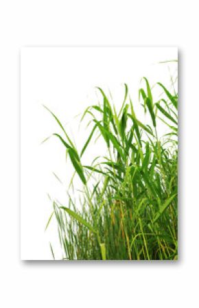 Close-up view of reed along the water's edge .
