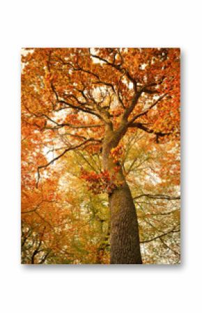 Autumn oak tree in the forest