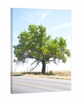 Old cottonwood tree by a rural road
