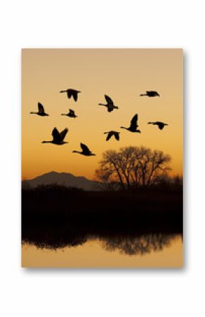 Canadian Geese in Flight