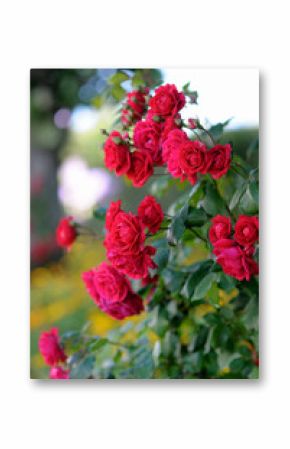 Detail of red roses bush as floral background