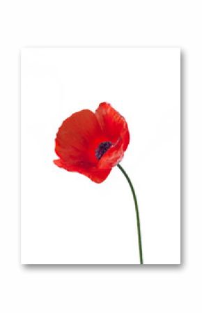 Close up of red poppy flower