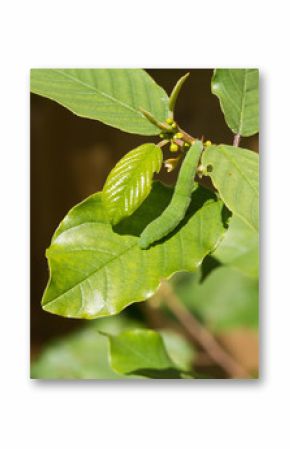 Brimstone Butterfly Caterpillar