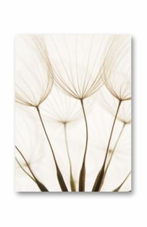dandelion seeds