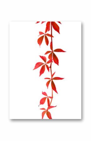 Wilder Wein im Herbst